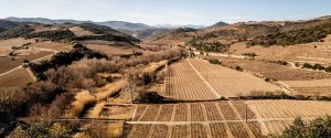 VIN : Urgence viticole en Occitanie, l'avenir de la vigne menacé avant 2100