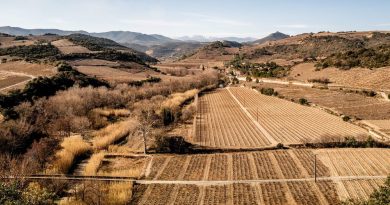 VIN : Urgence viticole en Occitanie, l'avenir de la vigne menacé avant 2100