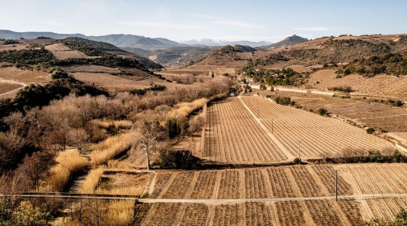 VIN : Urgence viticole en Occitanie, l'avenir de la vigne menacé avant 2100