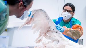 Grippe aviaire confirmée chez un oiseau sauvage près de Bienne