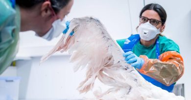 Grippe aviaire confirmée chez un oiseau sauvage près de Bienne