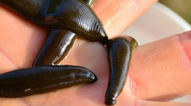 Un homme découvre une sangsue dans son nez en pensant avoir un rhume