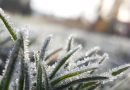 Gelées tardives : moins de 10 % du territoire français touché, une situation inédite