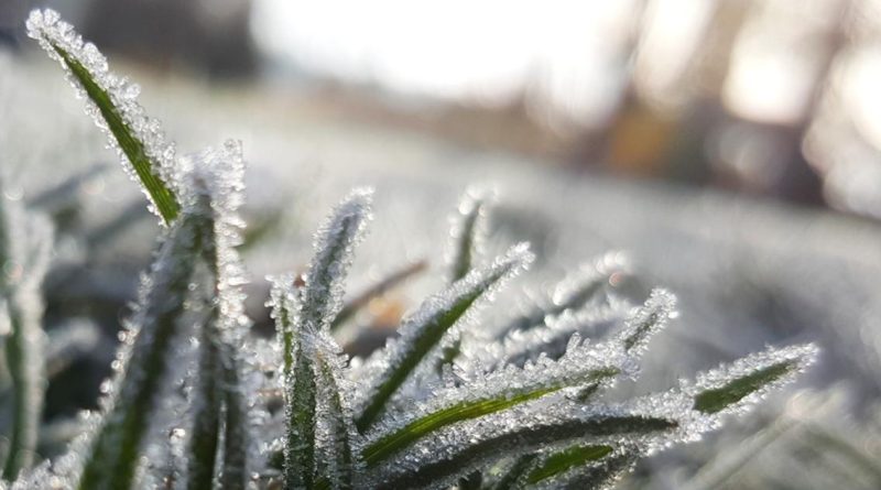 Gelées tardives : moins de 10 % du territoire français touché, une situation inédite