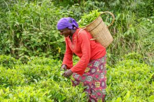 443 milliards par an : le coût pour soutenir les petits producteurs face au dérèglement climatique