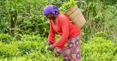 443 milliards par an : le coût pour soutenir les petits producteurs face au dérèglement climatique