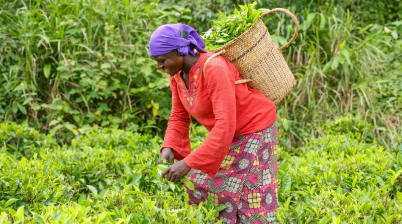 443 milliards par an : le coût pour soutenir les petits producteurs face au dérèglement climatique