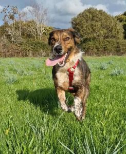 Refuge de Caldaniccia