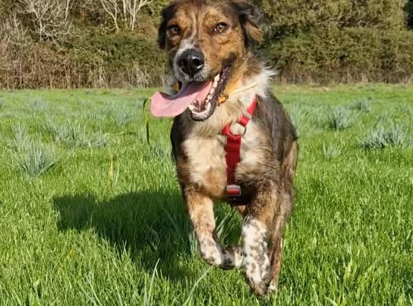 Refuge de Caldaniccia