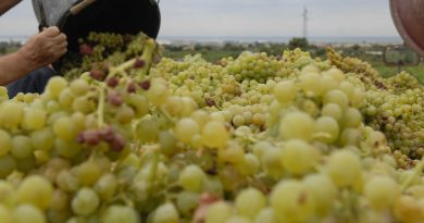 Millésime viticole 2025 : baisse de 8 % de la récolte sur le bassin de Thau