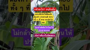 Les dernières tendances EDM et remix de Got7