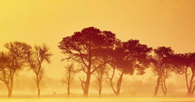 Des gelées attendues dans le Gard la semaine prochaine après des pluies