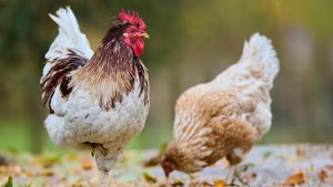 Grippe aviaire : un homme contaminé par le virus H5N5 aux États-Unis, première chez l'humain