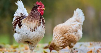 Grippe aviaire : un homme contaminé par le virus H5N5 aux États-Unis, première chez l'humain