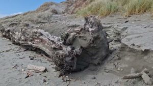 Vents Violents sur la Plage à Foxton, Nouvelle-Zélande !