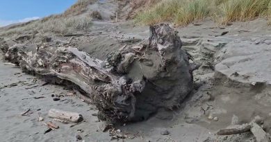 Vents Violents sur la Plage à Foxton, Nouvelle-Zélande !