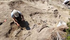 illustration agrandir l