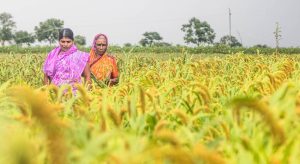 Sommet de l'ONU : solutions avec fermes bios et puces d'IA pour l'agriculture durable