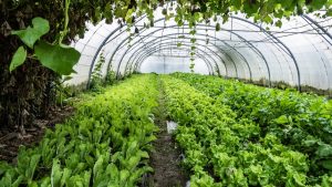 Emmaüs : un jardin bio pour l'insertion sociale et l'alimentation saine dans les Pyrénées