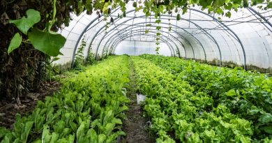 Emmaüs : un jardin bio pour l'insertion sociale et l'alimentation saine dans les Pyrénées
