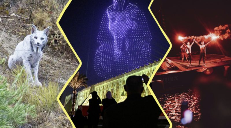 Image constituée de 3 photos. À gauche : le lynx blanc. Au centre: l'inauguration du grand musée du Caire avec le masque de Toutankhamon en drones lumineux. À droite : les navigateurs arrivant sur leur bateau.