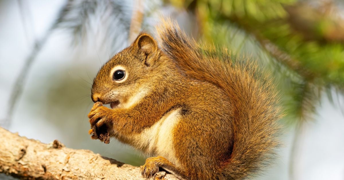 Un écureuil roux