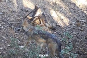 Trois loups naissent sur ce territoire, une première en plus de 100 ans