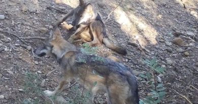 Trois loups naissent sur ce territoire, une première en plus de 100 ans