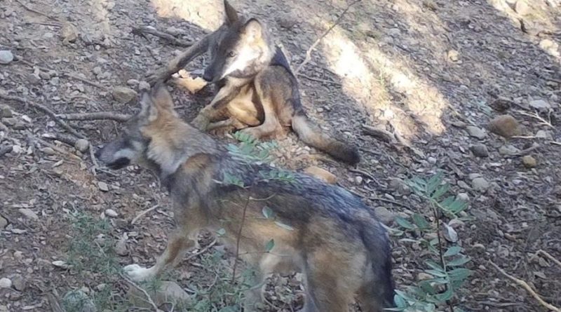 Trois loups naissent sur ce territoire, une première en plus de 100 ans