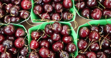 Néonicotinoïdes : l'Inrae constate des alternatives partielles et non opérationnelles