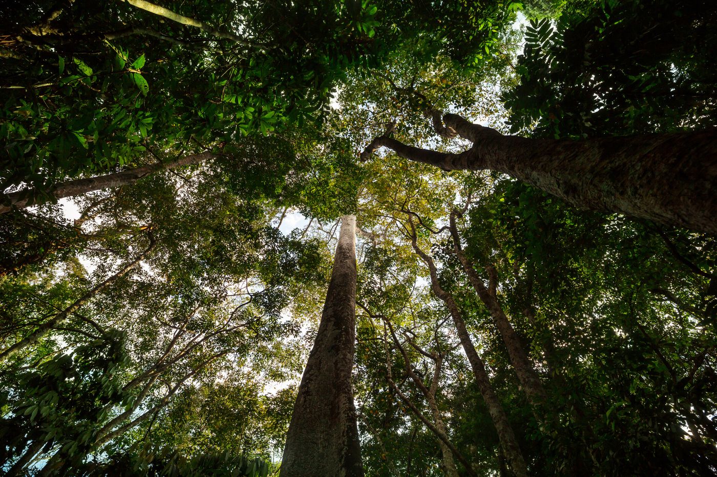 COP30 au Brésil : L'Amazonie comme levier pour des solutions basées sur la nature