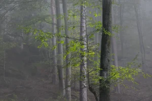 Vers un nouveau partage de la valeur : le rôle du dividende sociétal dans l'économie actuelle