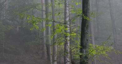 Vers un nouveau partage de la valeur : le rôle du dividende sociétal dans l'économie actuelle