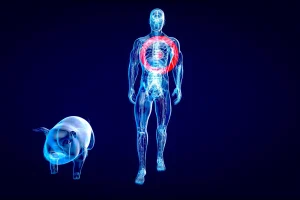 Xénogreffes : la France s'affirme dans la compétition mondiale