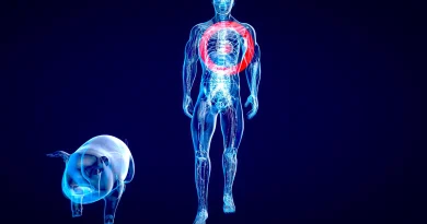 Xénogreffes : la France s'affirme dans la compétition mondiale