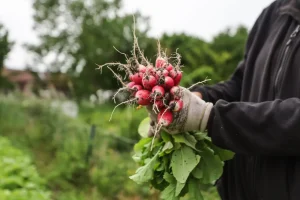 L'État a-t-il négligé le bio au moment crucial pour l'agriculture durable ?