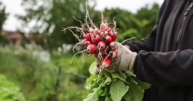 L'État a-t-il négligé le bio au moment crucial pour l'agriculture durable ?