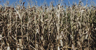 Agriculture : 3 000 milliards de dollars de pertes dues aux catastrophes naturelles en 30 ans