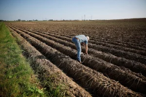 Dans le Nord, l'industrie de la frite menace les terres agricoles