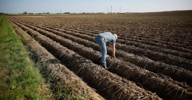 Dans le Nord, l'industrie de la frite menace les terres agricoles