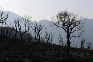 Algérie : 55 incendies simultanés suscitent des théories du complot