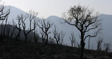 Algérie : 55 incendies simultanés suscitent des théories du complot