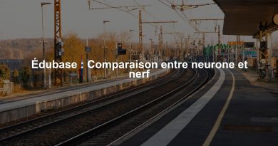 Édubase : Comparaison entre neurone et nerf