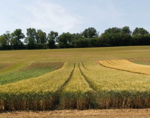 Syppre Lauragais : Bilan des blés durs cultivés sur la plateforme Syppre
