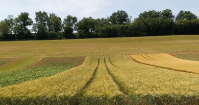 Syppre Lauragais : Bilan des blés durs cultivés sur la plateforme Syppre