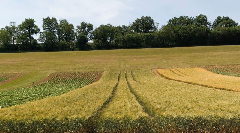 Syppre Lauragais : Bilan des blés durs cultivés sur la plateforme Syppre