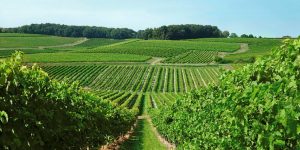 Découverte de la Charente : Plongée au cœur du temps cognaçais