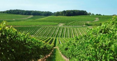 Découverte de la Charente : Plongée au cœur du temps cognaçais