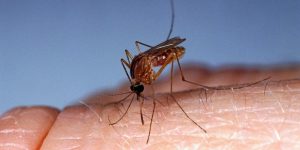 Durée de survie d'un moustique sans piquer : combien de temps peut-il vivre ?