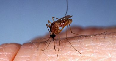 Durée de survie d'un moustique sans piquer : combien de temps peut-il vivre ?